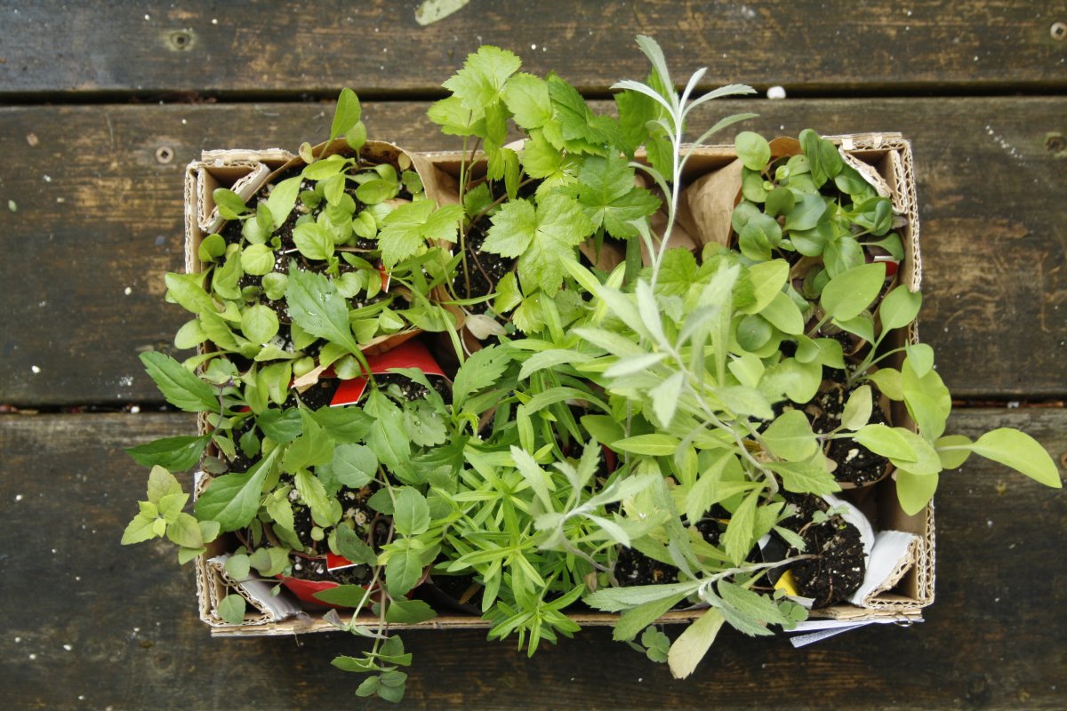 100 native seedlings in a clementine box