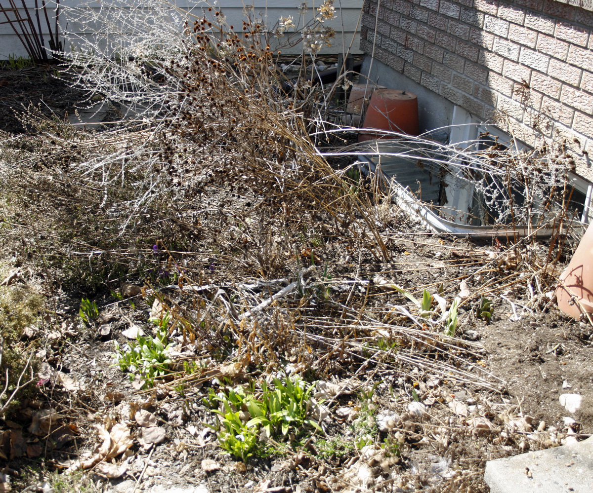 The Garden Before Cleanup