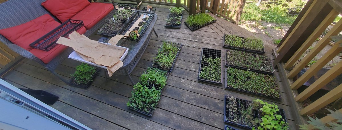 The Micro-Nursery Project, Year One