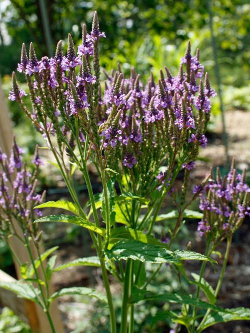 Verbena hastata, Blue Vervain 