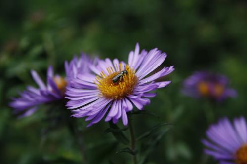 Symphyotrichum novae-angliae, New England Aster