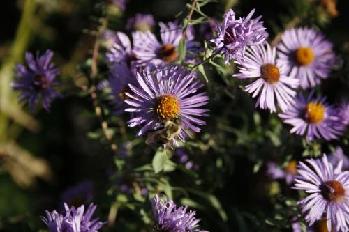 Symphyotrichum novae-angliae, New England Aster