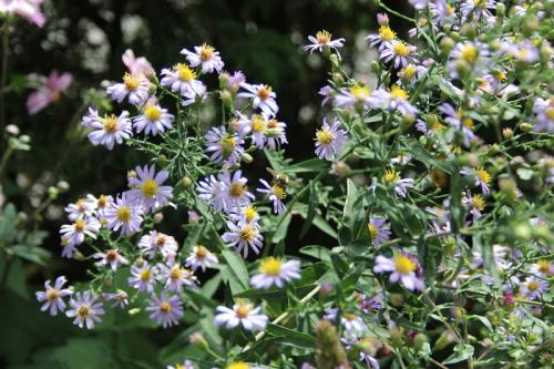 Symphyotrichum laeve, Smooth Blue Aster 