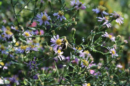Symphyotrichum laeve, Smooth Blue Aster 