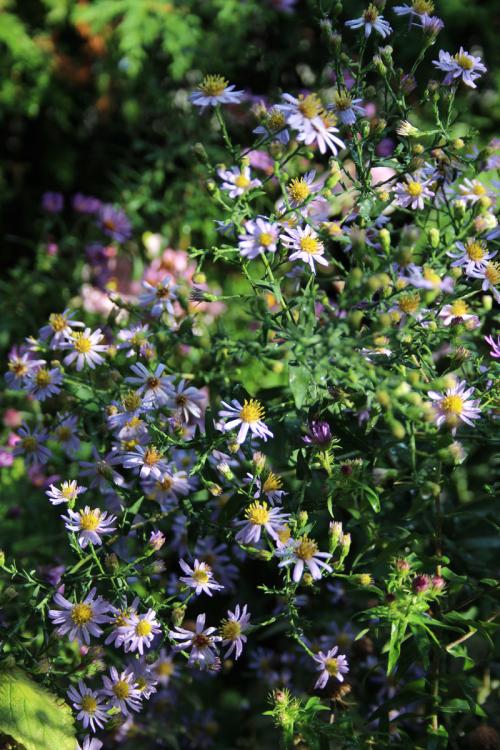 Symphyotrichum laeve, Smooth Blue Aster 