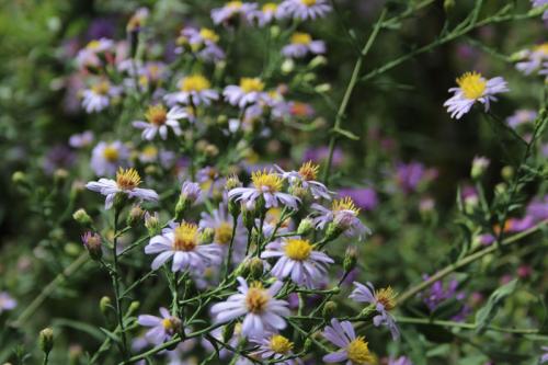 Symphyotrichum laeve, Smooth Blue Aster 