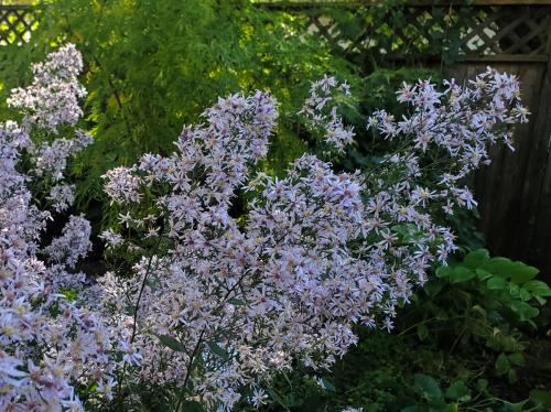 Symphyotrichum cordifolium, Heart Leaved Aster