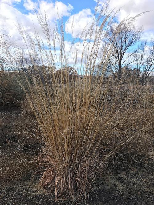 Sorghastrum nutans, Yellow Indiangrass 