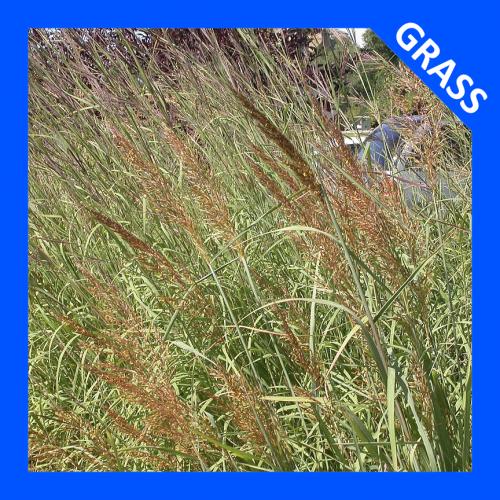 Sorghastrum nutans, Yellow Indiangrass 