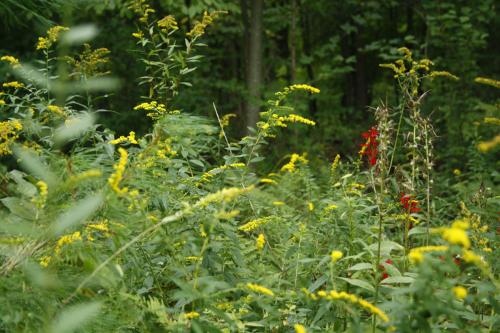 Solidago rugosa, Wrinkleleaf Goldenrod