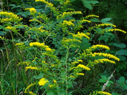 Solidago rugosa, Wrinkleleaf Goldenrod