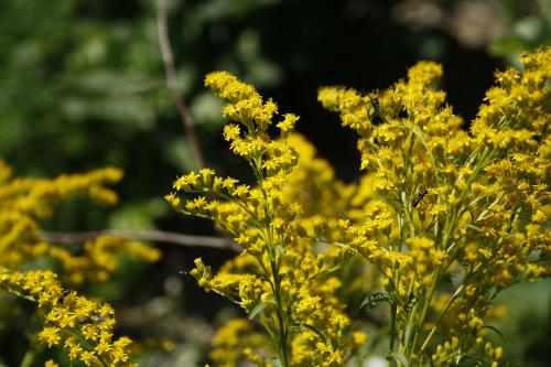 Solidago juncea, Early Goldenrod