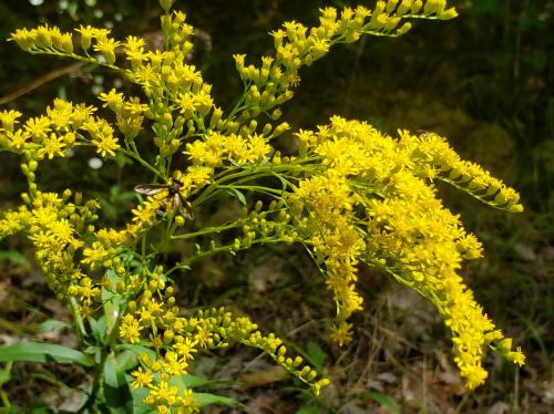 Solidago juncea, Early Goldenrod 