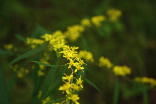 Solidago caesia, Blue Stem Goldenrod 