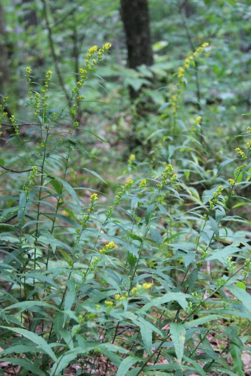 Solidago caesia, Blue Stem Goldenrod 