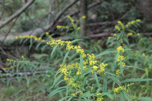 Solidago caesia, Blue Stem Goldenrod 