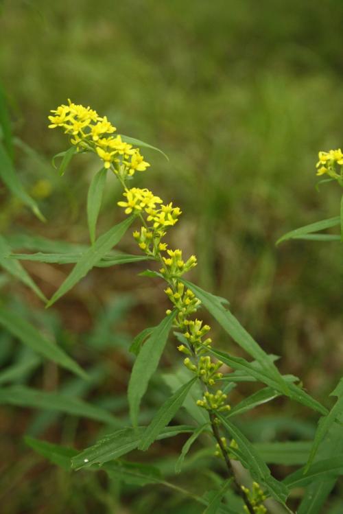 Solidago caesia, Blue Stem Goldenrod 