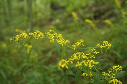 Solidago caesia, Blue Stem Goldenrod 