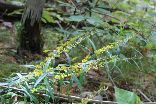 Solidago caesia, Blue Stem Goldenrod 