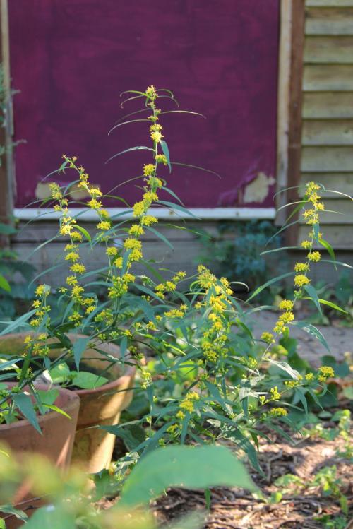 Solidago caesia, Blue Stem Goldenrod 