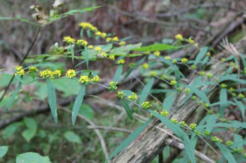 Solidago caesia, Blue Stem Goldenrod 