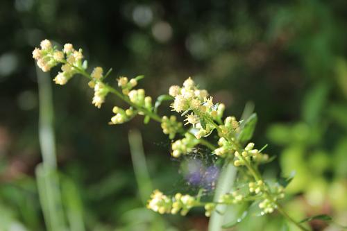 Solidago bicolor, White goldenrod