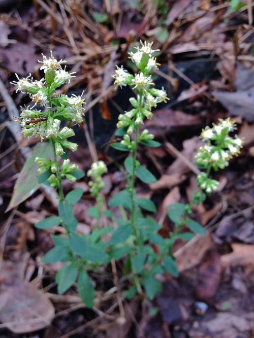 Solidago bicolor, White goldenrod