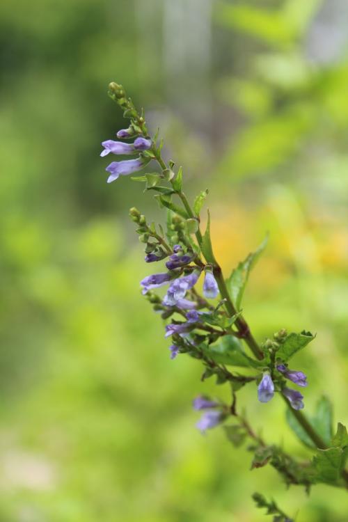 Scutellaria lateriflora, Blue Skullcap