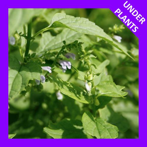 Scutellaria lateriflora, Blue Skullcap