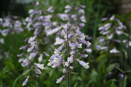 Penstemon hirsutus, Hairy Beardtongue 