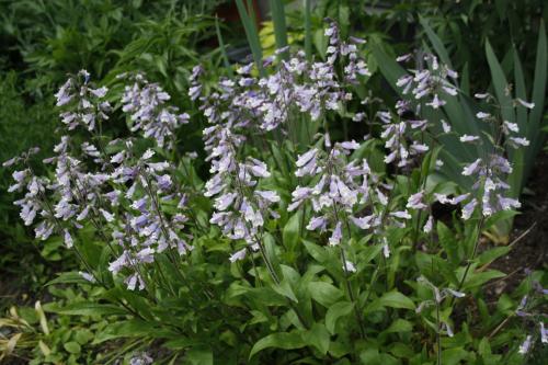 Penstemon hirsutus, Hairy Beardtongue 