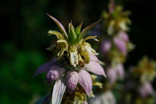 Monarda punctata, Spotted Beebalm