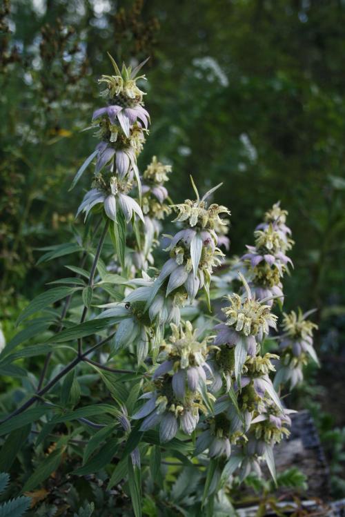 Monarda punctata, Spotted Beebalm