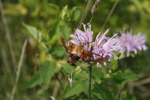 Monarda fistulosa, Wild Bergamot: Tall, Late