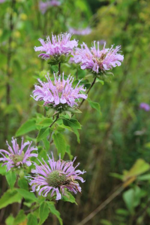 Monarda fistulosa, Wild Bergamot: Tall, Late