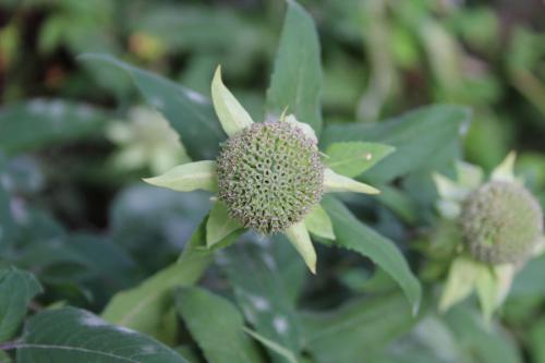 Monarda fistulosa, Wild Bergamot: Tall, Late