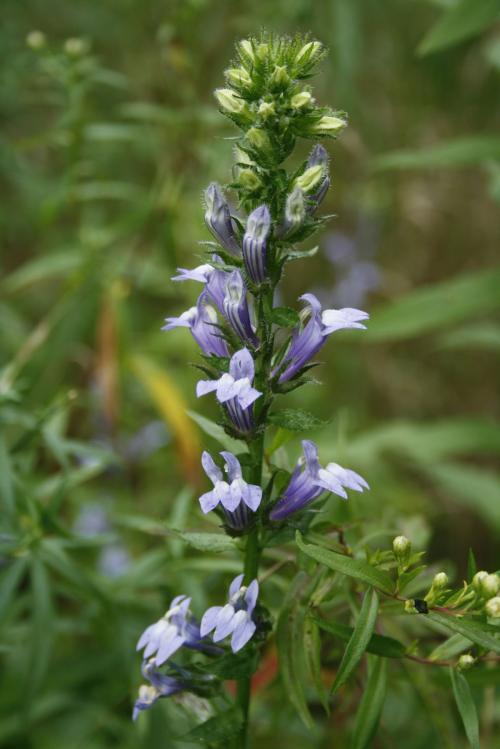 Lobelia siphilitica, Great Blue Lobelia