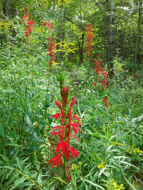 Lobelia cardinalis, Cardinal Flower