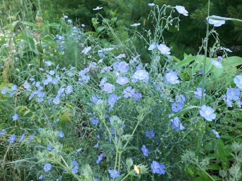 Linum lewisii, Wild Blue Flax 