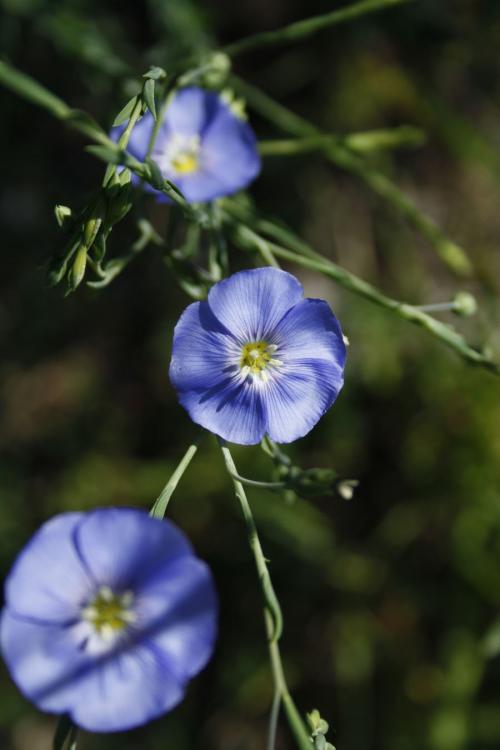 Linum lewisii, Wild Blue Flax 