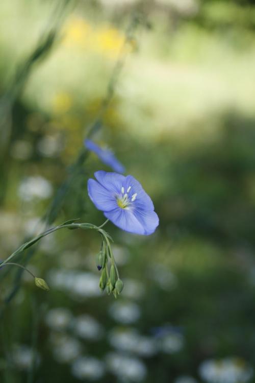 Linum lewisii, Wild Blue Flax 