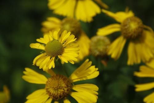 Helenium autumnale, Common Sneezeweed