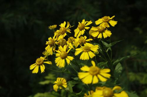 Helenium autumnale, Common Sneezeweed
