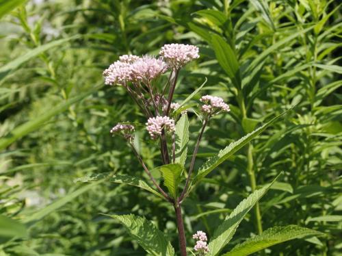 Eutrochium maculatum, Spotted Joe-Pye weed 