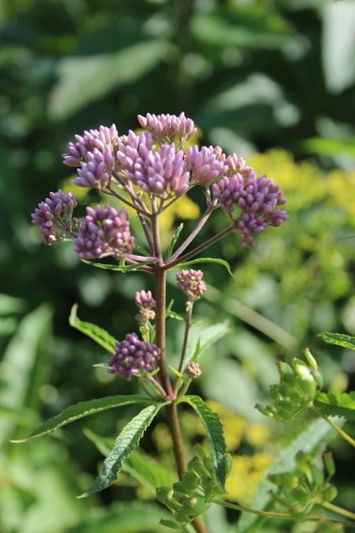 Eutrochium maculatum, Spotted Joe-Pye weed 