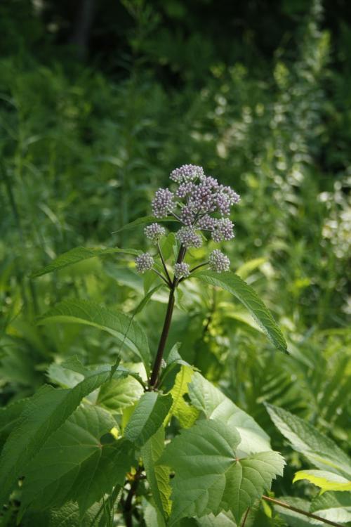 Eutrochium maculatum, Spotted Joe-Pye weed 