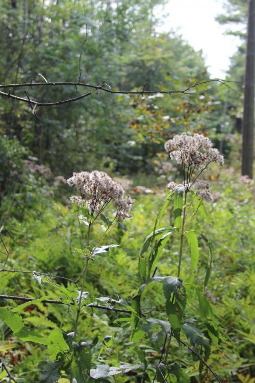 Eutrochium maculatum, Spotted Joe-Pye weed 