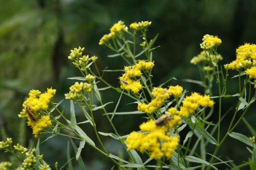 Euthamia graminifolia, Grass-leaved Goldenrod
