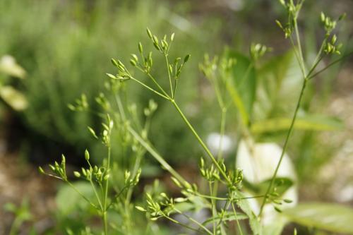 Cryptotaenia canadensis, Canadian Honewort