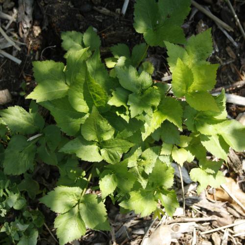 Cryptotaenia canadensis, Canadian Honewort